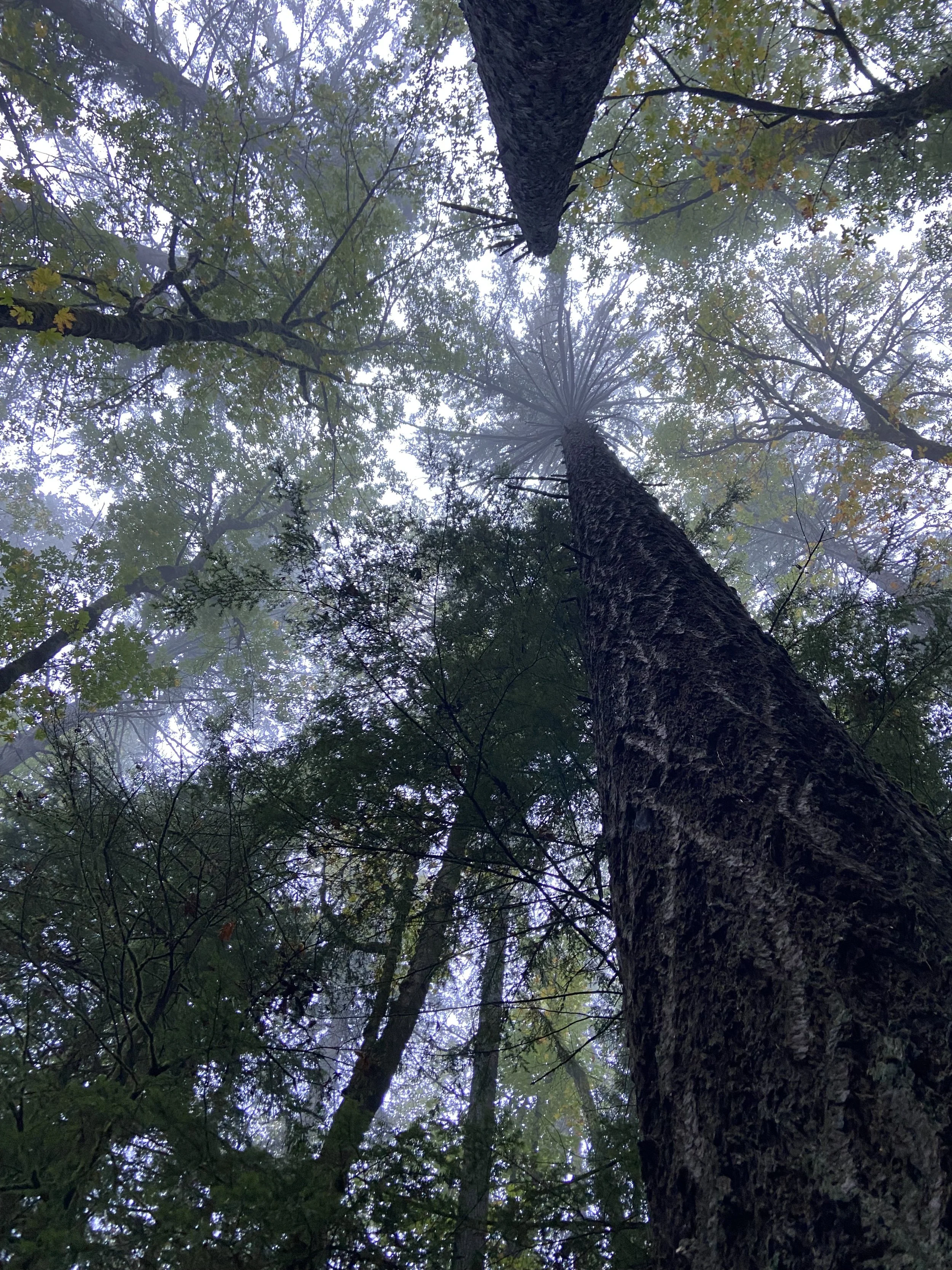 A misty Oregon forest with tall conifers